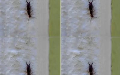 Varning! Om du har hittat den här insekten i ditt hem är det ett tecken på att du behöver…