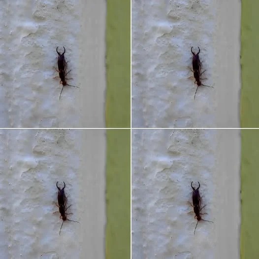 Varning! Om du har hittat den här insekten i ditt hem är det ett tecken på att du behöver…