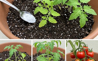 Plantera aldrig tomater i din trädgård utan dem: släng en näve i jorden