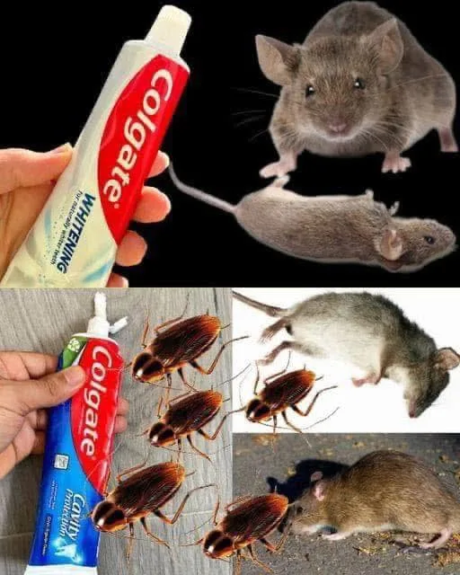 Sluta slösa pengar på gifter från mus, kackerlackor och myror. Lär dig hur du använder tandkräm för att skydda ditt hem.