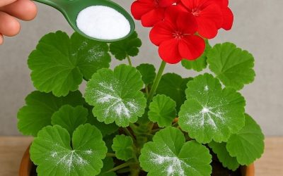 Så här får du pelargoner fulla av blommor: du måste vattna dem så här för att de alltid ska frodas