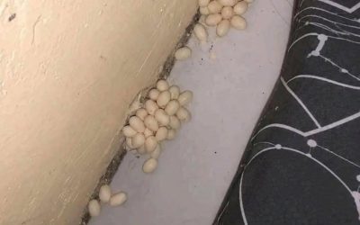 Jag hittade detta under min madrass. Vet någon vad det är? …Se mer