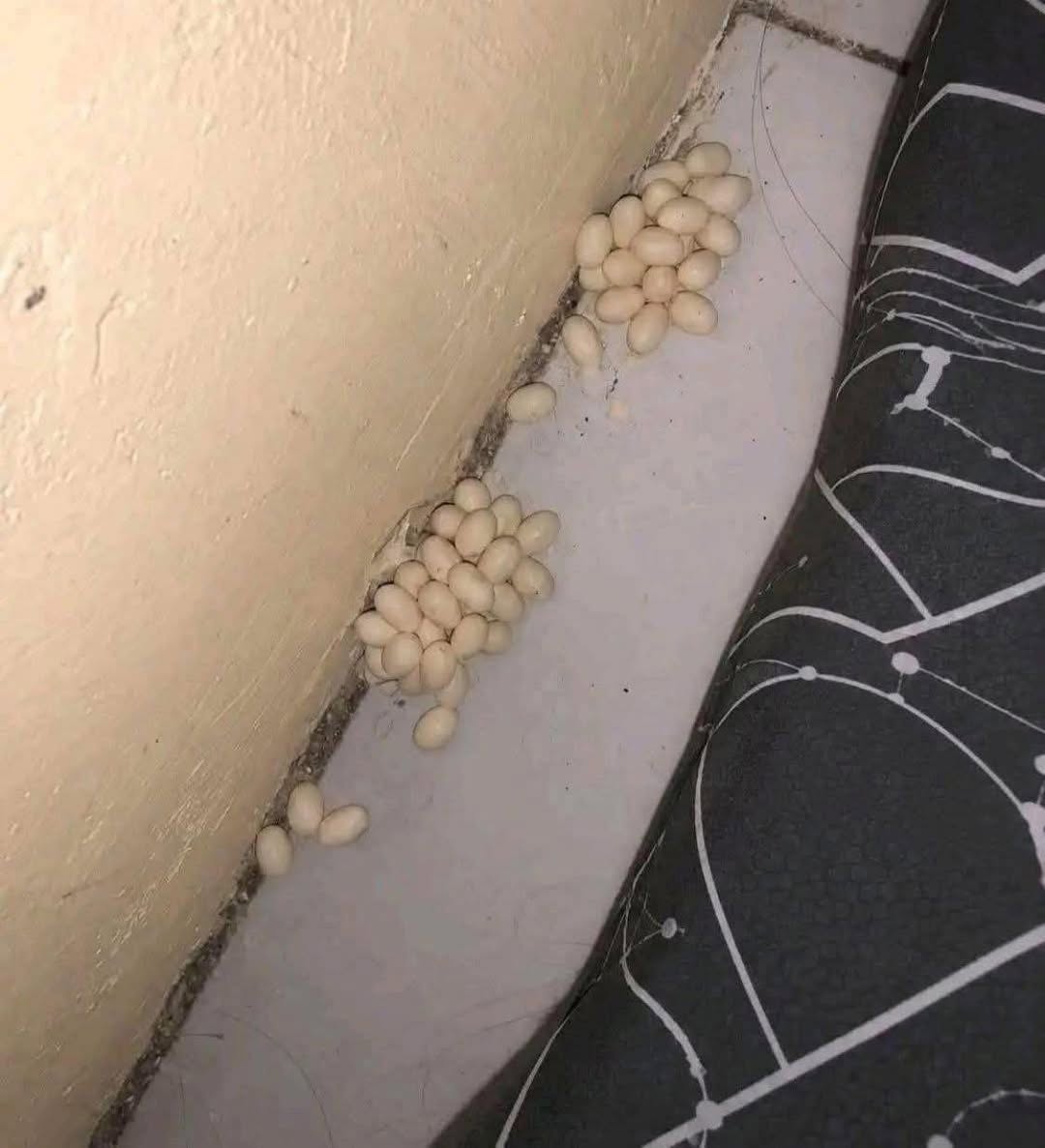 Jag hittade detta under min madrass. Vet någon vad det är? …Se mer