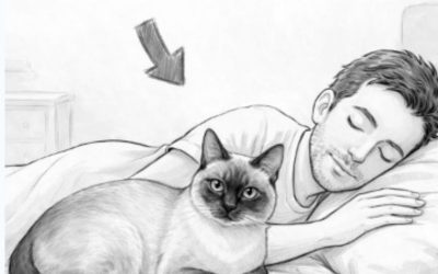 Om din katt sover med dig varje natt, så här är vad det betyder. … Se mer
