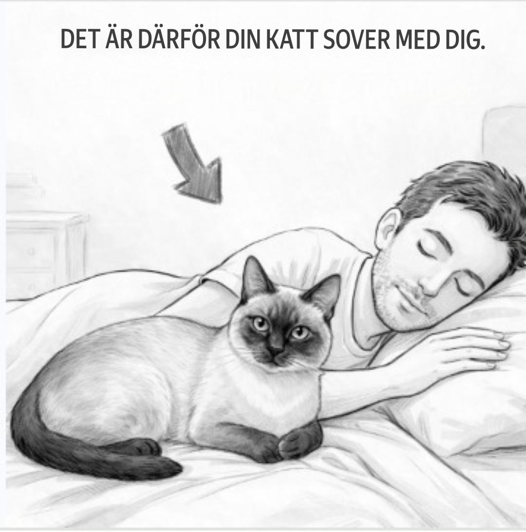 Om din katt sover med dig varje natt, så här är vad det betyder. … Se mer