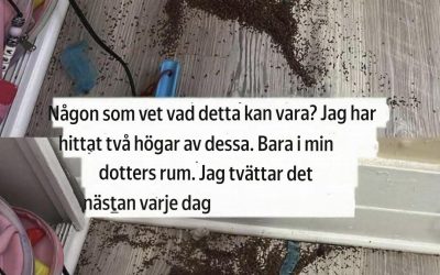 Vet någon vad det här kan vara? Jag hittade två högar av dessa i min dotters rum.