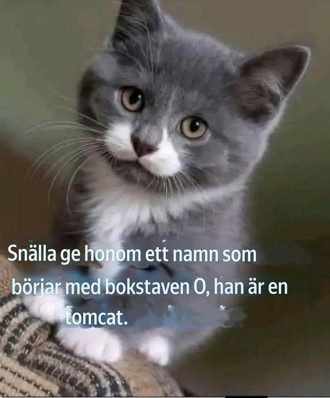 Kattungen som behöver ett O-namn