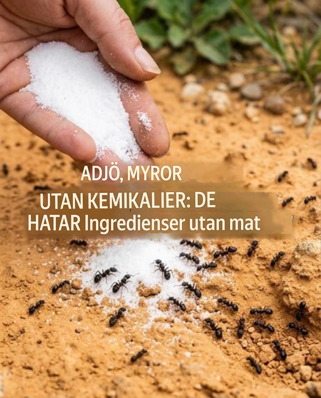 Bli av med myror utan kemikalier: De hatar denna naturliga ingrediens